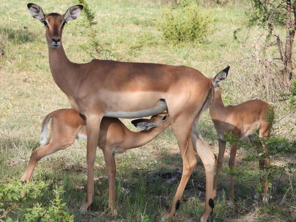 Kwalata Game Lodge Klipdrift Экстерьер фото